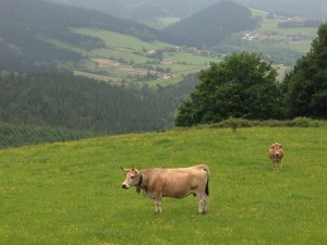 Happy cows.